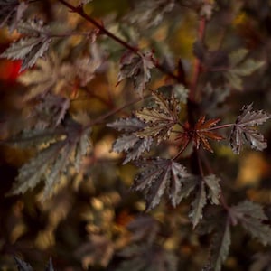 May include: Close-up of a branch of a plant with dark green leaves. The leaves have a textured surface and are arranged in a cluster.