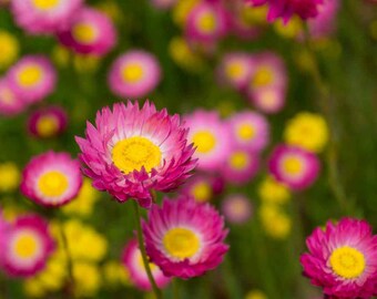 Helipterum Seeds - Rose Paper Daisy Flower Seeds - 2000 Seeds