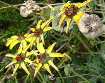 Chocolate Flower Seeds - Berlandiera Lyrata Flower Seed  - 50 Seeds