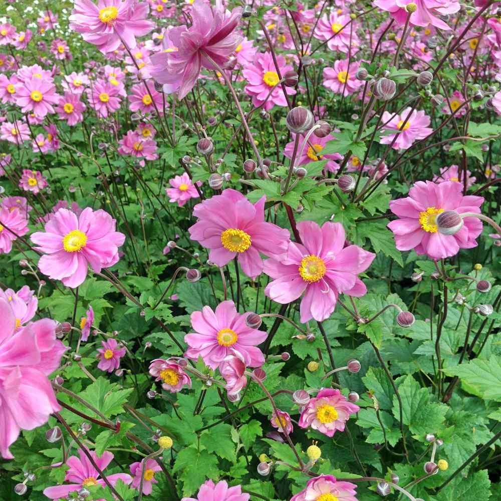 Anemone Seeds - Japonica Flower Seed - 100 Seeds - Etsy