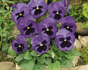 Buy Pansy Seeds - Pansy Matrix Ocean Seeds - 50 Seeds