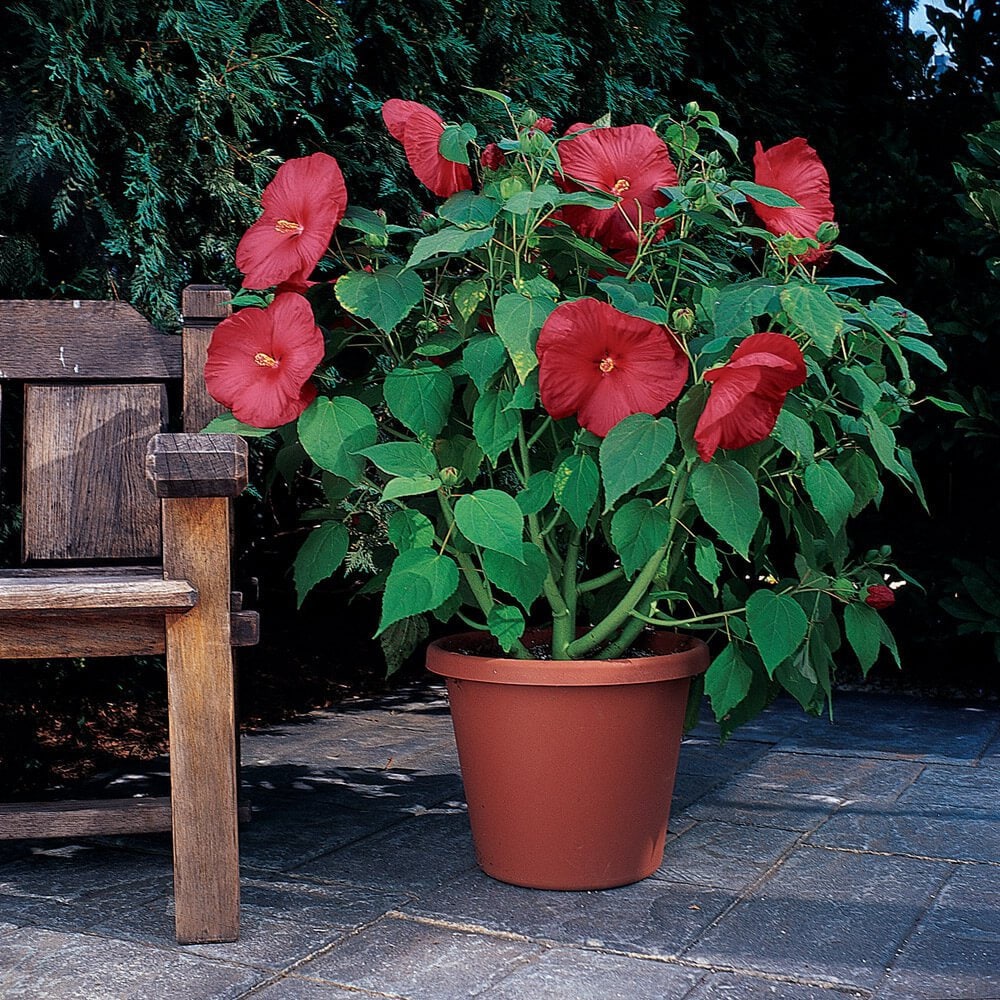 Hardy Hibiscus Seeds | Hibiscus Luna Mix | 50 Bulk Seeds