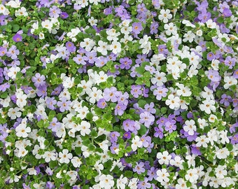 Bacopa Utopia Fuseables - Trailing Bacopa Flower Seeds - 10 Seeds