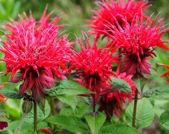Monarda Flower Seeds - Scarlet Bee Balm Seed - 250 Seeds