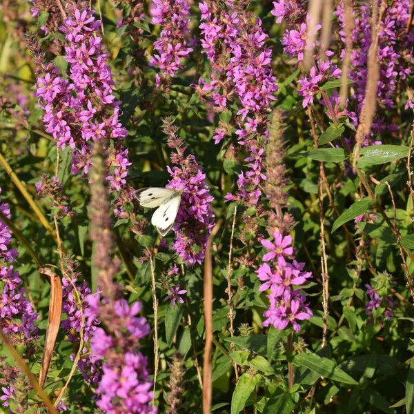 Leadplant Seeds - Amorpha Canescens Lead Plant Flower Seed - 1000 Seeds