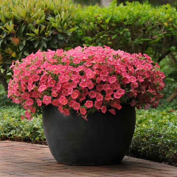 Shock Wave Spreading Coral Crush Petunia Flower Seeds - 30 Seeds