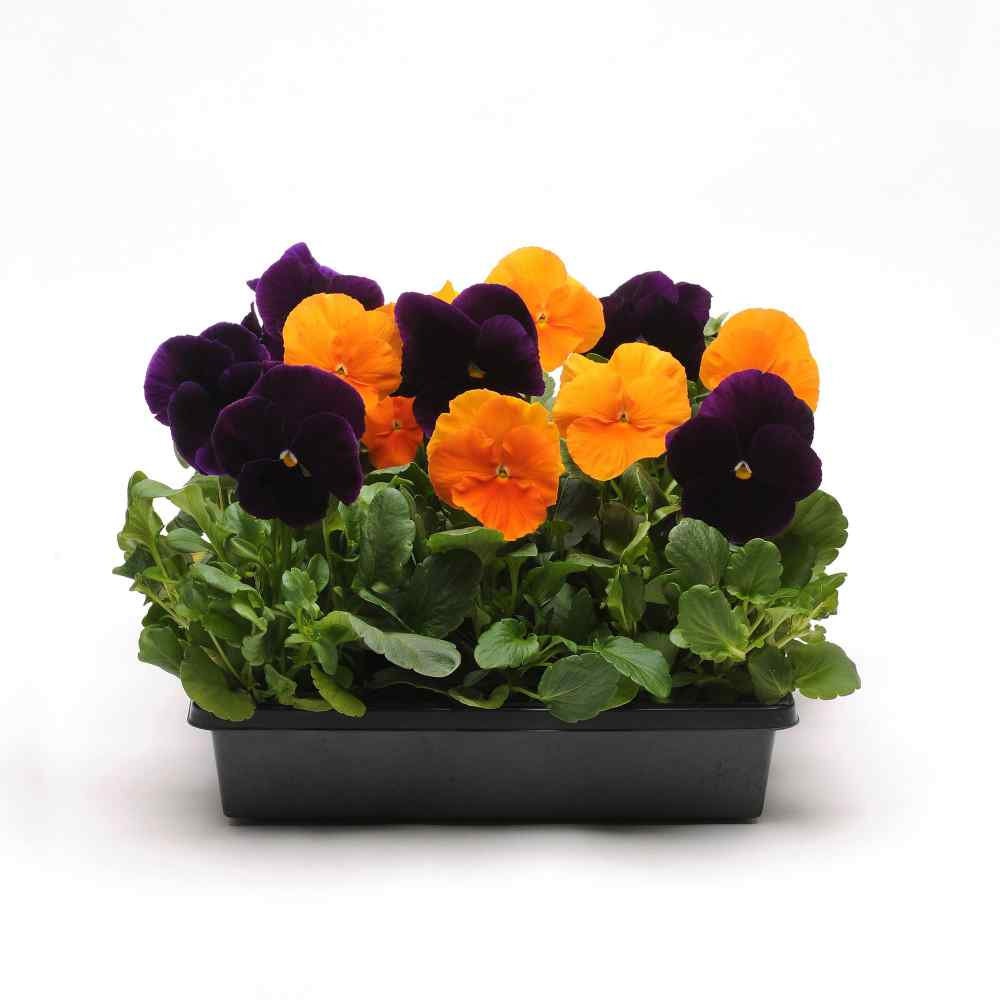 Pansy Panola XP Halloween Mix - Primed Pansy Seeds - 50 Seeds - Etsy