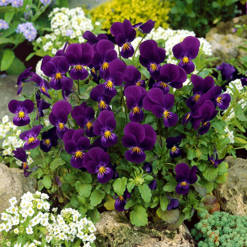 Viola Seeds King Henry Viola Flower Seeds 1000 Seeds Etsy