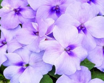 Impatiens Flower Seeds - Extreme Lavender Impatiens - 100 Seeds