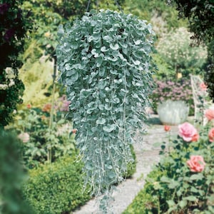 Dichondra Seeds - Dichondra Argentea Silver Falls Ground Cover Seed - 30 Seeds