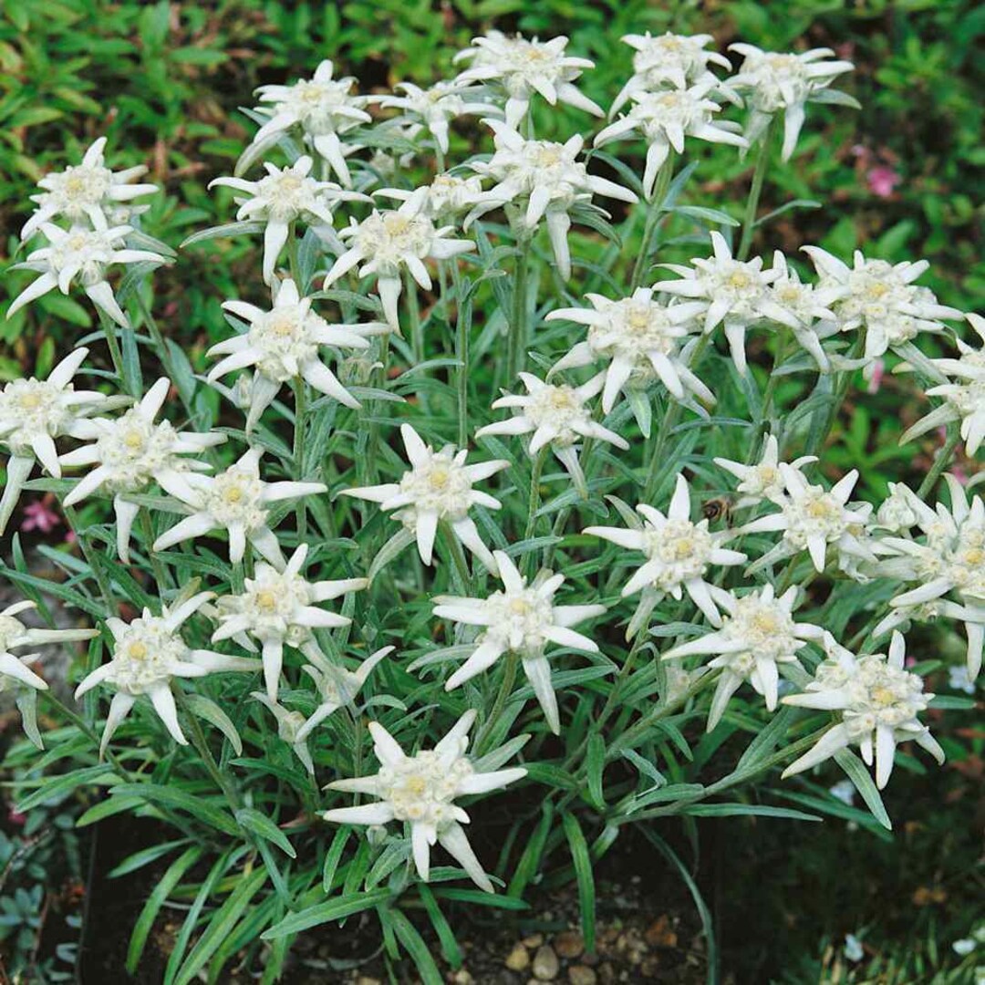 Edelweiss Seeds Leontopodium Alpinum Ground Cover Seed 10000 Seeds Etsy
