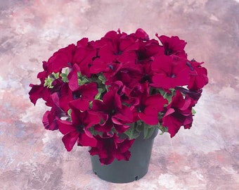 Petunia Grandiflora Seed - Burgundy Petunia Flower Seeds - 500 Seeds