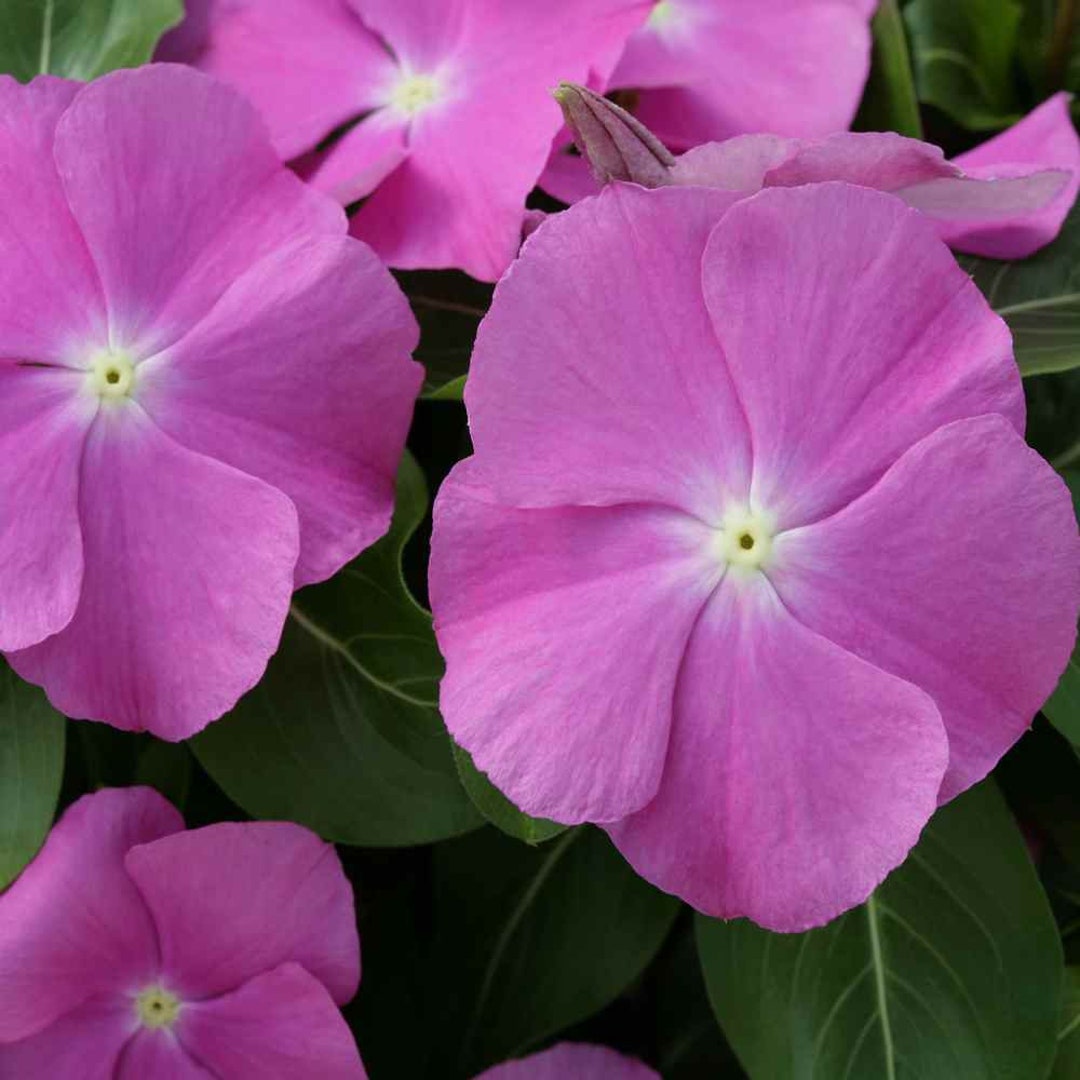 Drought Tolerant Periwinkle Vinca Orchid Eye Ground Cover Plant Seed