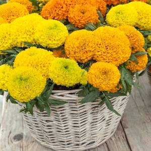 Tagetes Erecta African Marigold Taishan Flower Seed Mix - 100 Seeds
