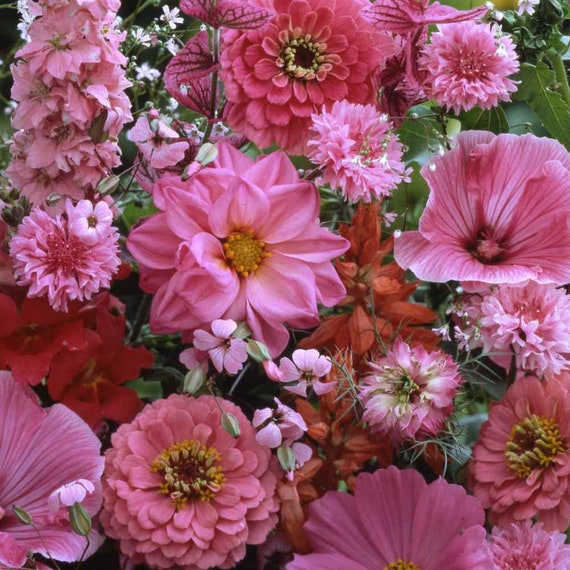Pink Flower Seed - Pink Mix Wildflower Seeds - 5000 Seeds