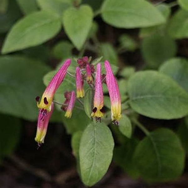 Cigar Plant Seeds - Cuphea Ignea Rose Flower Seeds - 200 Seeds