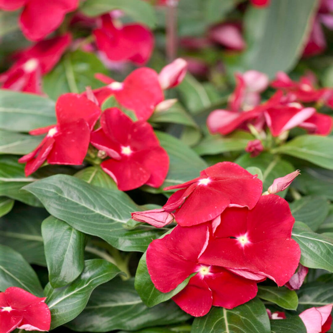 Drought Tolerant Upright Red Vinca Flower Seeds for Containers 50 Seeds