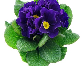 Primrose Seeds - Primula Acaulis Blue Common Primrose Flower Seed - 200 Seeds