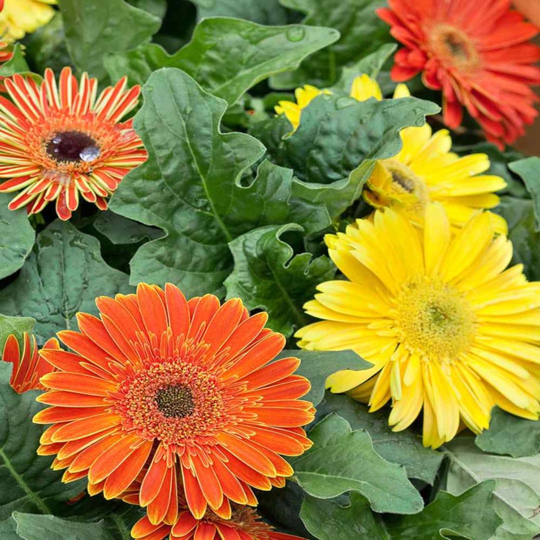 Gerbera Daisy Jaguar Fire Dark Eye Flower Seed Mix 20 Seeds Etsy