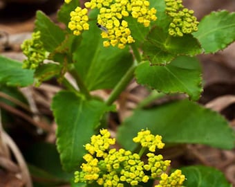Zizia Aurea Seeds - Zizia Golden Alexander Flower Seed - 2000 Seeds