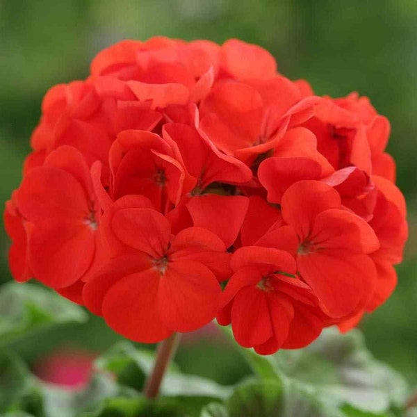 Geranium Drought Tolerant Geranium Scarlet Garden Plant Flower Seeds - 25 Seeds