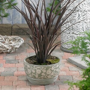 New Zealand Flax Purpureum - Phormium Tenax Ornamental Grass - 100 Seeds