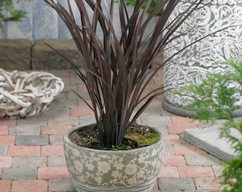 New Zealand Flax Purpureum - Phormium Tenax Ornamental Grass - 100 Seeds
