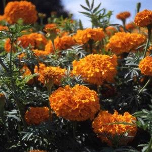Marigold Seeds - Tagetes Erecta African Marigold Orange Flower Seed - 2000 Seeds
