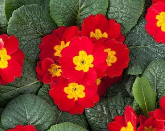 Primrose Seeds - Scarlet Primula Acaulis Flower Seed - 100 Seeds
