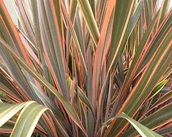 Phormium Tenax New Hybrids - New Zealand Flax Ornamental Grass - 100 Seeds