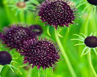 Scabiosa Purple Pincushion Drought Tolerant Garden Flower Plant Seed - 200 Seeds