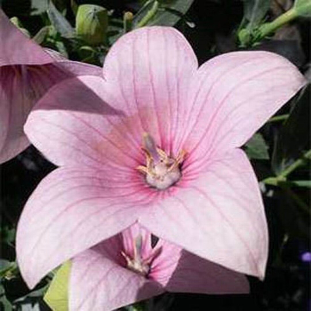 Balloon Flower Seed Platycodon Grandiflora Rose Flower Seeds 1000 Seeds