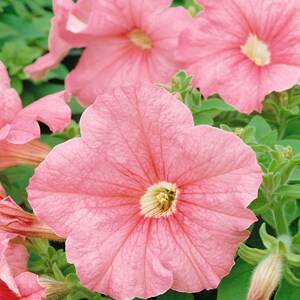 Petunia Grandiflora Seeds - Salmon Petunia Flower Seed - 500 Seeds