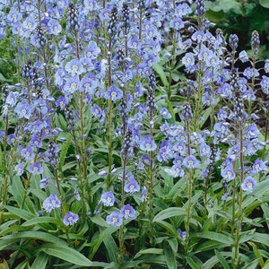 Perennial Gentian Speedwell Veronica Blue Streak Garden Flower Seeds - 500 Seeds