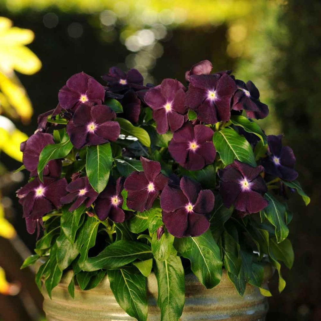 Drought Tolerant Periwinkle Vinca Blackberry Flower Seeds for