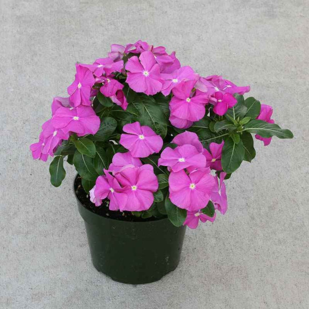 Drought Tolerant Periwinkle Vinca Orchid Eye Ground Cover Plant Seed