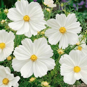 Cosmos Seeds - Cosmos Bipinnatus Sensation Purity Flower Seed - 2000 Seeds