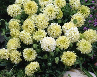 Gaillardia Sundance Cream Xeriscape Drought Tolerant Garden Flower Seed - 1000 Seeds