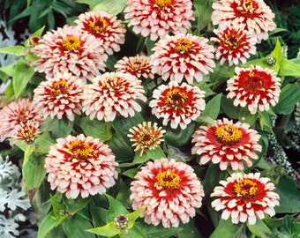 Zinnia Swizzle Cherry Ivory Flower Seeds - 30 Seeds - Etsy