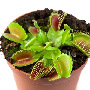 May include: A close-up of a potted Venus flytrap plant with multiple traps open, revealing their red interiors and sharp teeth. The plant is growing in brown soil and is surrounded by green leaves.