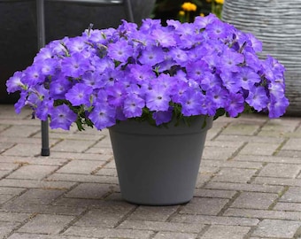 Easy Wave Spreading Petunia Lavender Sky Blue Flower Seeds - 30 Seeds