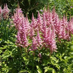 Astilbe Seeds - Astilbe Chinensis Flower Seed - 1000 Seeds