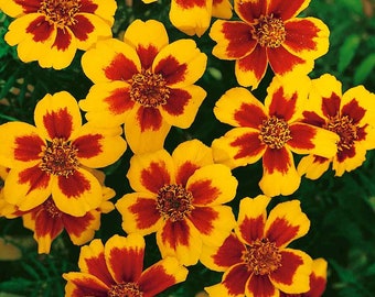 Marigold Seeds - Tagetes Patula Dainty Marietta Flower Seed - 500 Seeds