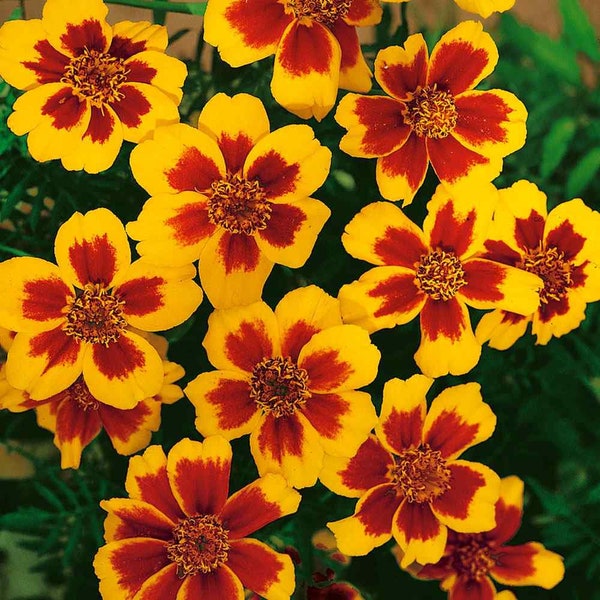 Marigold Seeds - Tagetes Patula Dainty Marietta Flower Seed - 500 Seeds