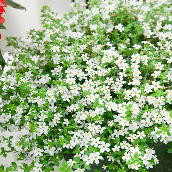 Bacopa Snowtopia Seeds - White Bacopa Flower Seeds - 10 Seeds - Etsy