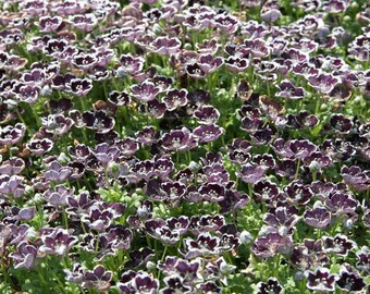 Pennie Black Seeds - Nemophila Baby Black Eyes Flower Seed - 1000 Seeds
