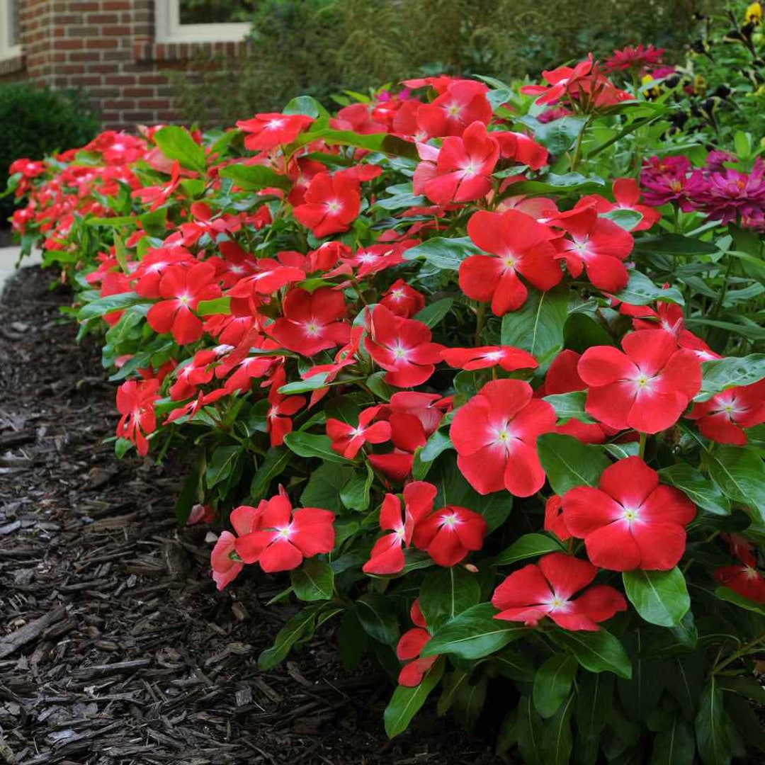Drought Tolerant Orange Flowering Vinca Periwinkle Garden Flower Seeds
