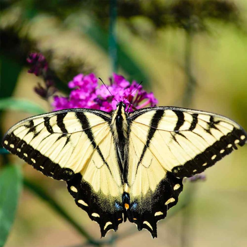 Butterfly Bush - Etsy
