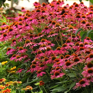 Echinacea Drought Tolerant Purple Coneflower PowWow Wild Berry Garden Flowers - 20 Seeds
