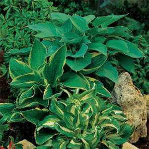 Hosta Seeds - Hosta Elegans American Mix Flower Seed - 50 Seeds